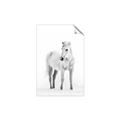 Picture of Solo White Horse _GroupedProduct_Rectangle_Portrait_Photography _GroupedProduct_Rectangle_Portrait_Unframed_Print_Only_