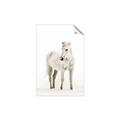 Picture of Solo White Horse _GroupedProduct_Rectangle_Portrait_Photography _GroupedProduct_Rectangle_Portrait_Unframed_Print_Only_