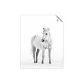 Picture of Solo White Horse _GroupedProduct_Rectangle_Portrait_Photography _GroupedProduct_Rectangle_Portrait_Unframed_Print_Only_