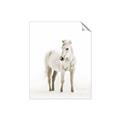 Picture of Solo White Horse _GroupedProduct_Rectangle_Portrait_Photography _GroupedProduct_Rectangle_Portrait_Unframed_Print_Only_