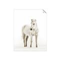 Picture of Solo White Horse _GroupedProduct_Rectangle_Portrait_Photography _GroupedProduct_Rectangle_Portrait_Unframed_Print_Only_