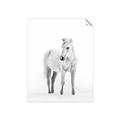 Picture of Solo White Horse _GroupedProduct_Rectangle_Portrait_Photography _GroupedProduct_Rectangle_Portrait_Unframed_Print_Only_