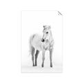 Picture of Solo White Horse _GroupedProduct_Rectangle_Portrait_Photography _GroupedProduct_Rectangle_Portrait_Unframed_Print_Only_