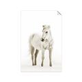 Picture of Solo White Horse _GroupedProduct_Rectangle_Portrait_Photography _GroupedProduct_Rectangle_Portrait_Unframed_Print_Only_