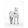 Picture of Solo White Horse _GroupedProduct_Rectangle_Portrait_Photography _GroupedProduct_Rectangle_Portrait_Unframed_Print_Only_