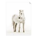 Picture of Solo White Horse _GroupedProduct_Rectangle_Portrait_Photography _GroupedProduct_Rectangle_Portrait_Unframed_Print_Only_