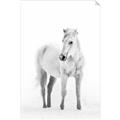 Picture of Solo White Horse _GroupedProduct_Rectangle_Portrait_Photography _GroupedProduct_Rectangle_Portrait_Unframed_Print_Only_