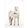 Picture of Solo White Horse _GroupedProduct_Rectangle_Portrait_Photography _GroupedProduct_Rectangle_Portrait_Unframed_Print_Only_