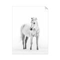 Picture of Solo White Horse _GroupedProduct_Rectangle_Portrait_Photography _GroupedProduct_Rectangle_Portrait_Unframed_Print_Only_