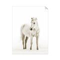 Picture of Solo White Horse _GroupedProduct_Rectangle_Portrait_Photography _GroupedProduct_Rectangle_Portrait_Unframed_Print_Only_