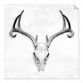 Picture of Cranial Bone ll   _GroupedProduct_Square_Unframed_Print_Only_