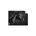 Picture of Black Beauty _GroupedProduct_Rectangle_Landscape_Photography _GroupedProduct_Rectangle_Landscape_Unframed_Print_Only_