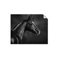 Picture of Black Beauty _GroupedProduct_Rectangle_Landscape_Photography _GroupedProduct_Rectangle_Landscape_Unframed_Print_Only_