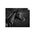 Picture of Black Beauty _GroupedProduct_Rectangle_Landscape_Photography _GroupedProduct_Rectangle_Landscape_Unframed_Print_Only_