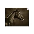 Picture of Black Beauty _GroupedProduct_Rectangle_Landscape_Photography _GroupedProduct_Rectangle_Landscape_Unframed_Print_Only_