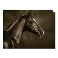Picture of Black Beauty _GroupedProduct_Rectangle_Landscape_Photography _GroupedProduct_Rectangle_Landscape_Unframed_Print_Only_