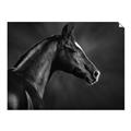 Picture of Black Beauty _GroupedProduct_Rectangle_Landscape_Photography _GroupedProduct_Rectangle_Landscape_Unframed_Print_Only_