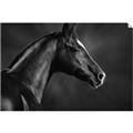 Picture of Black Beauty _GroupedProduct_Rectangle_Landscape_Photography _GroupedProduct_Rectangle_Landscape_Unframed_Print_Only_