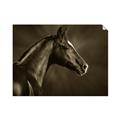 Picture of Black Beauty _GroupedProduct_Rectangle_Landscape_Photography _GroupedProduct_Rectangle_Landscape_Unframed_Print_Only_