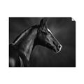 Picture of Black Beauty _GroupedProduct_Rectangle_Landscape_Photography _GroupedProduct_Rectangle_Landscape_Unframed_Print_Only_