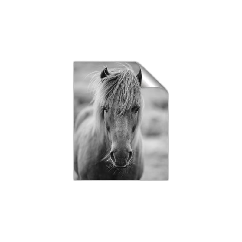 Picture of Icelandic horse in black and white _GroupedProduct_Rectangle_Portrait_Photography _GroupedProduct_Rectangle_Portrait_Unframed_Print_Only_