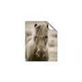 Picture of Icelandic horse in black and white _GroupedProduct_Rectangle_Portrait_Photography _GroupedProduct_Rectangle_Portrait_Unframed_Print_Only_