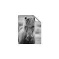 Picture of Icelandic horse in black and white _GroupedProduct_Rectangle_Portrait_Photography _GroupedProduct_Rectangle_Portrait_Unframed_Print_Only_