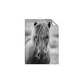 Picture of Icelandic horse in black and white _GroupedProduct_Rectangle_Portrait_Photography _GroupedProduct_Rectangle_Portrait_Unframed_Print_Only_