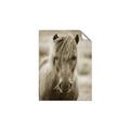 Picture of Icelandic horse in black and white _GroupedProduct_Rectangle_Portrait_Photography _GroupedProduct_Rectangle_Portrait_Unframed_Print_Only_