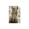 Picture of Icelandic horse in black and white _GroupedProduct_Rectangle_Portrait_Photography _GroupedProduct_Rectangle_Portrait_Unframed_Print_Only_