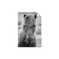 Picture of Icelandic horse in black and white _GroupedProduct_Rectangle_Portrait_Photography _GroupedProduct_Rectangle_Portrait_Unframed_Print_Only_