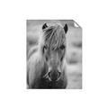 Picture of Icelandic horse in black and white _GroupedProduct_Rectangle_Portrait_Photography _GroupedProduct_Rectangle_Portrait_Unframed_Print_Only_
