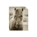 Picture of Icelandic horse in black and white _GroupedProduct_Rectangle_Portrait_Photography _GroupedProduct_Rectangle_Portrait_Unframed_Print_Only_