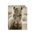 Picture of Icelandic horse in black and white _GroupedProduct_Rectangle_Portrait_Photography _GroupedProduct_Rectangle_Portrait_Unframed_Print_Only_