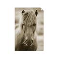 Picture of Icelandic horse in black and white _GroupedProduct_Rectangle_Portrait_Photography _GroupedProduct_Rectangle_Portrait_Unframed_Print_Only_