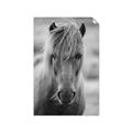 Picture of Icelandic horse in black and white _GroupedProduct_Rectangle_Portrait_Photography _GroupedProduct_Rectangle_Portrait_Unframed_Print_Only_