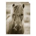 Picture of Icelandic horse in black and white _GroupedProduct_Rectangle_Portrait_Photography _GroupedProduct_Rectangle_Portrait_Unframed_Print_Only_