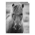 Picture of Icelandic horse in black and white _GroupedProduct_Rectangle_Portrait_Photography _GroupedProduct_Rectangle_Portrait_Unframed_Print_Only_