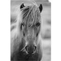 Picture of Icelandic horse in black and white _GroupedProduct_Rectangle_Portrait_Photography _GroupedProduct_Rectangle_Portrait_Unframed_Print_Only_