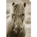 Picture of Icelandic horse in black and white _GroupedProduct_Rectangle_Portrait_Photography _GroupedProduct_Rectangle_Portrait_Unframed_Print_Only_