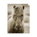 Picture of Icelandic horse in black and white _GroupedProduct_Rectangle_Portrait_Photography _GroupedProduct_Rectangle_Portrait_Unframed_Print_Only_
