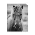 Picture of Icelandic horse in black and white _GroupedProduct_Rectangle_Portrait_Photography _GroupedProduct_Rectangle_Portrait_Unframed_Print_Only_