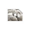 Picture of Sheepish _GroupedProduct_Rectangle_Landscape_Photography _GroupedProduct_Rectangle_Landscape_Unframed_Print_Only_
