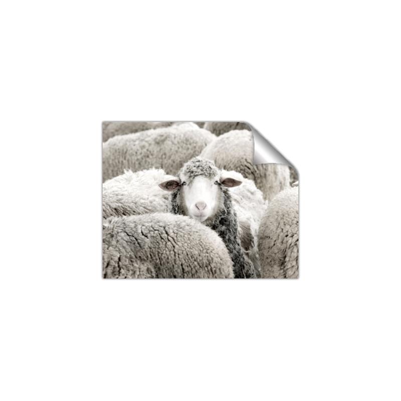 Picture of Sheepish _GroupedProduct_Rectangle_Landscape_Photography _GroupedProduct_Rectangle_Landscape_Unframed_Print_Only_