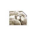 Picture of Sheepish _GroupedProduct_Rectangle_Landscape_Photography _GroupedProduct_Rectangle_Landscape_Unframed_Print_Only_