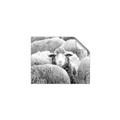 Picture of Sheepish _GroupedProduct_Rectangle_Landscape_Photography _GroupedProduct_Rectangle_Landscape_Unframed_Print_Only_