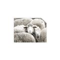 Picture of Sheepish _GroupedProduct_Rectangle_Landscape_Photography _GroupedProduct_Rectangle_Landscape_Unframed_Print_Only_
