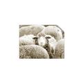 Picture of Sheepish _GroupedProduct_Rectangle_Landscape_Photography _GroupedProduct_Rectangle_Landscape_Unframed_Print_Only_