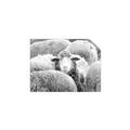 Picture of Sheepish _GroupedProduct_Rectangle_Landscape_Photography _GroupedProduct_Rectangle_Landscape_Unframed_Print_Only_