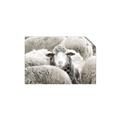 Picture of Sheepish _GroupedProduct_Rectangle_Landscape_Photography _GroupedProduct_Rectangle_Landscape_Unframed_Print_Only_